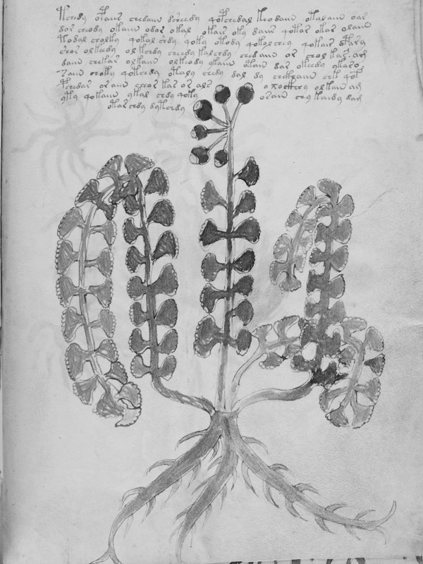 Voynich172 - cropped bw