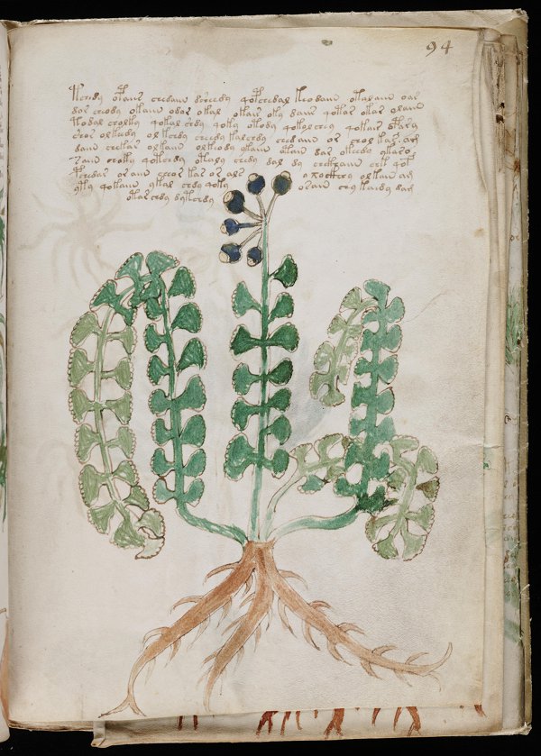voynich manuscript translation