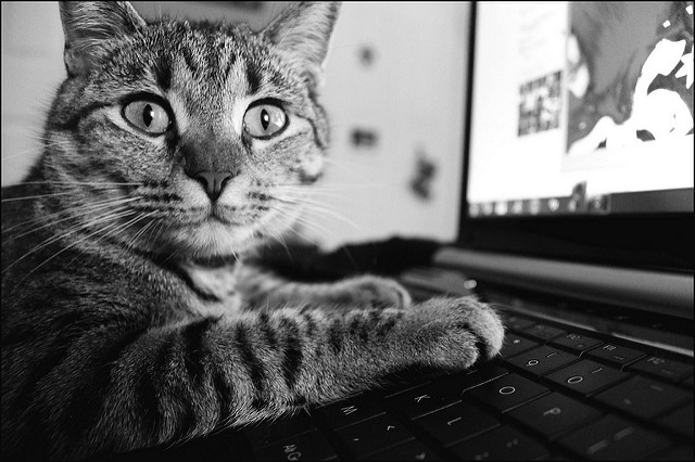A pet cat typing on a computer keyboard