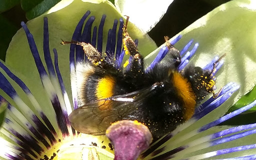 Bee covered in pollen