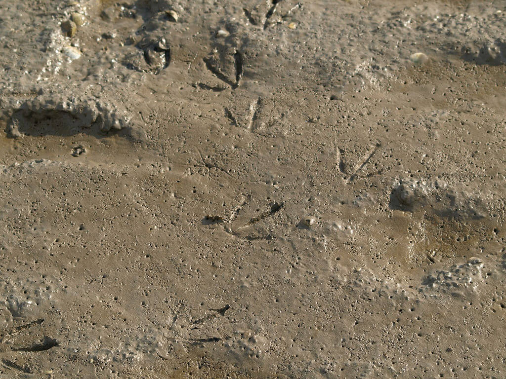 Arrows drawn in the sand