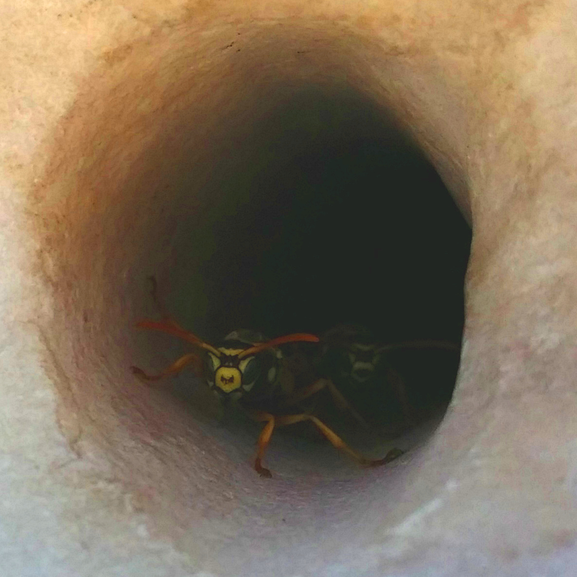 Inside the spout are two very angry looking hornets