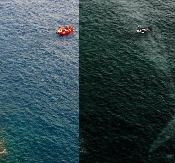 Two images next to each other. The one with a whale is an obvious copy of the original.