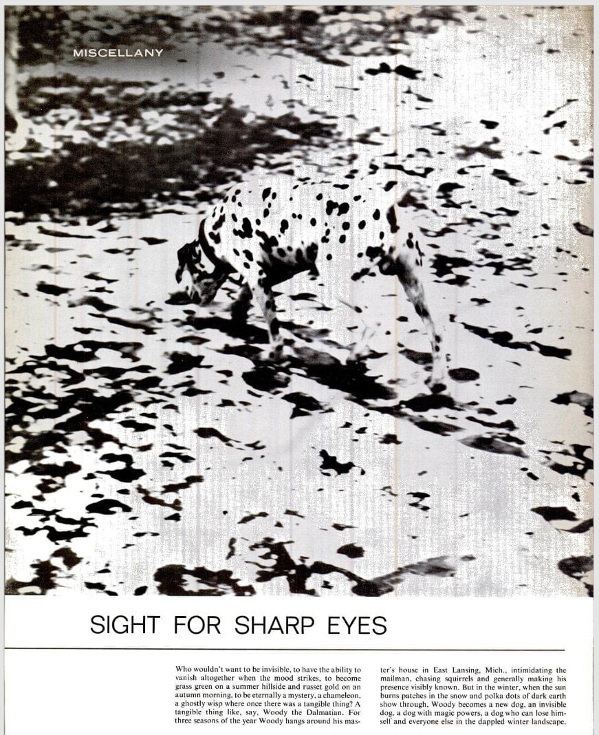A page from a magazine. The photo of the dog is clear.