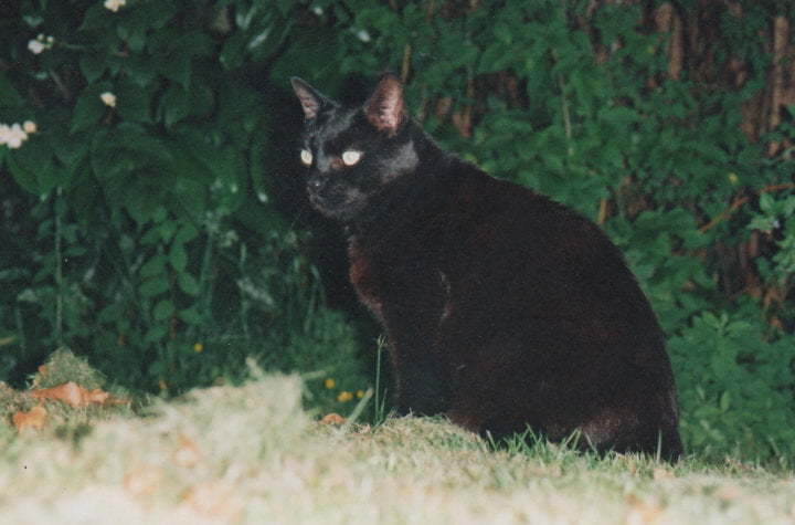 A black cat in a garden.