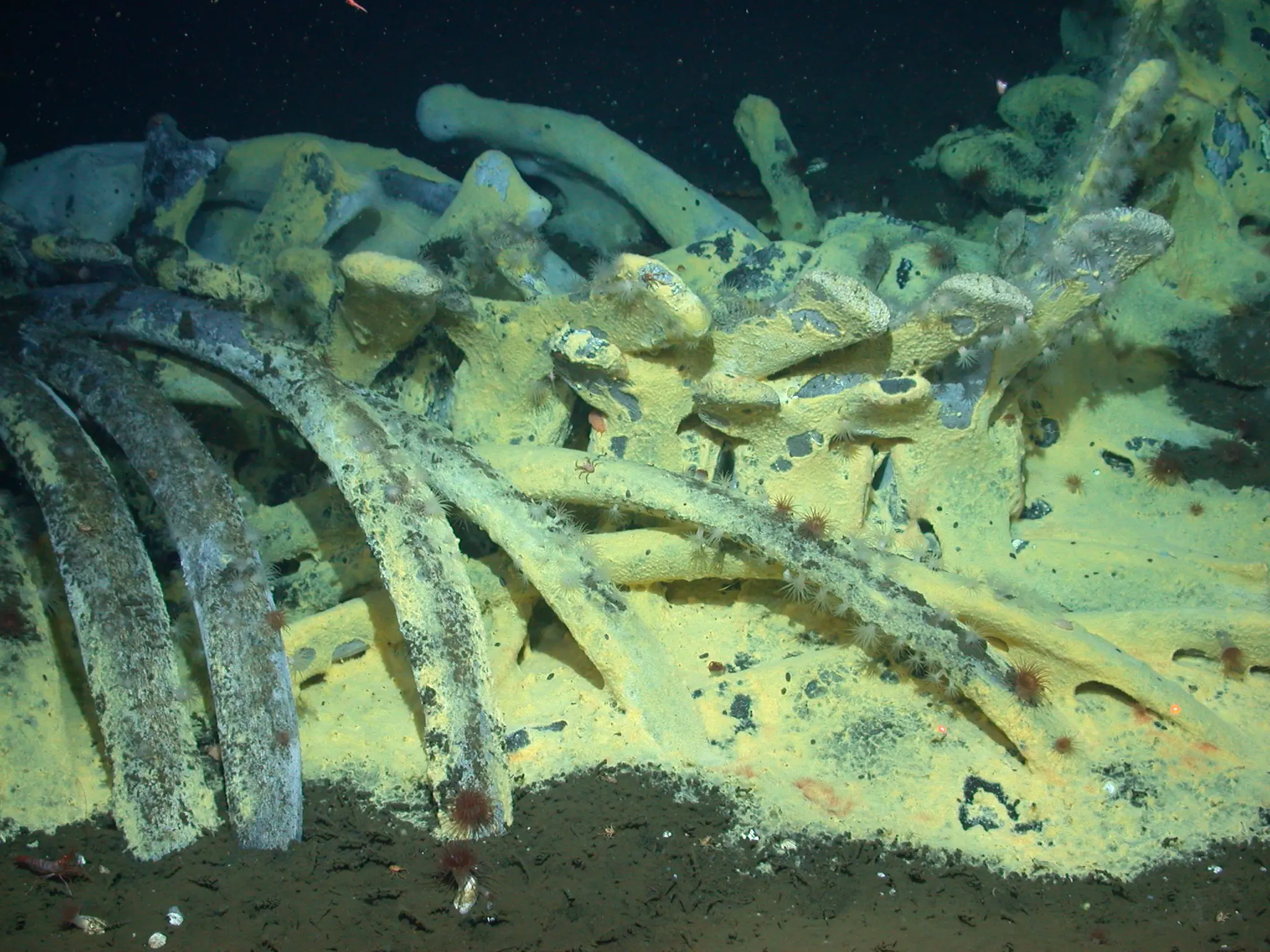 Whale bones on the ocean floor. Public domain image courtesy of Craig Smith, University of Hawaii.