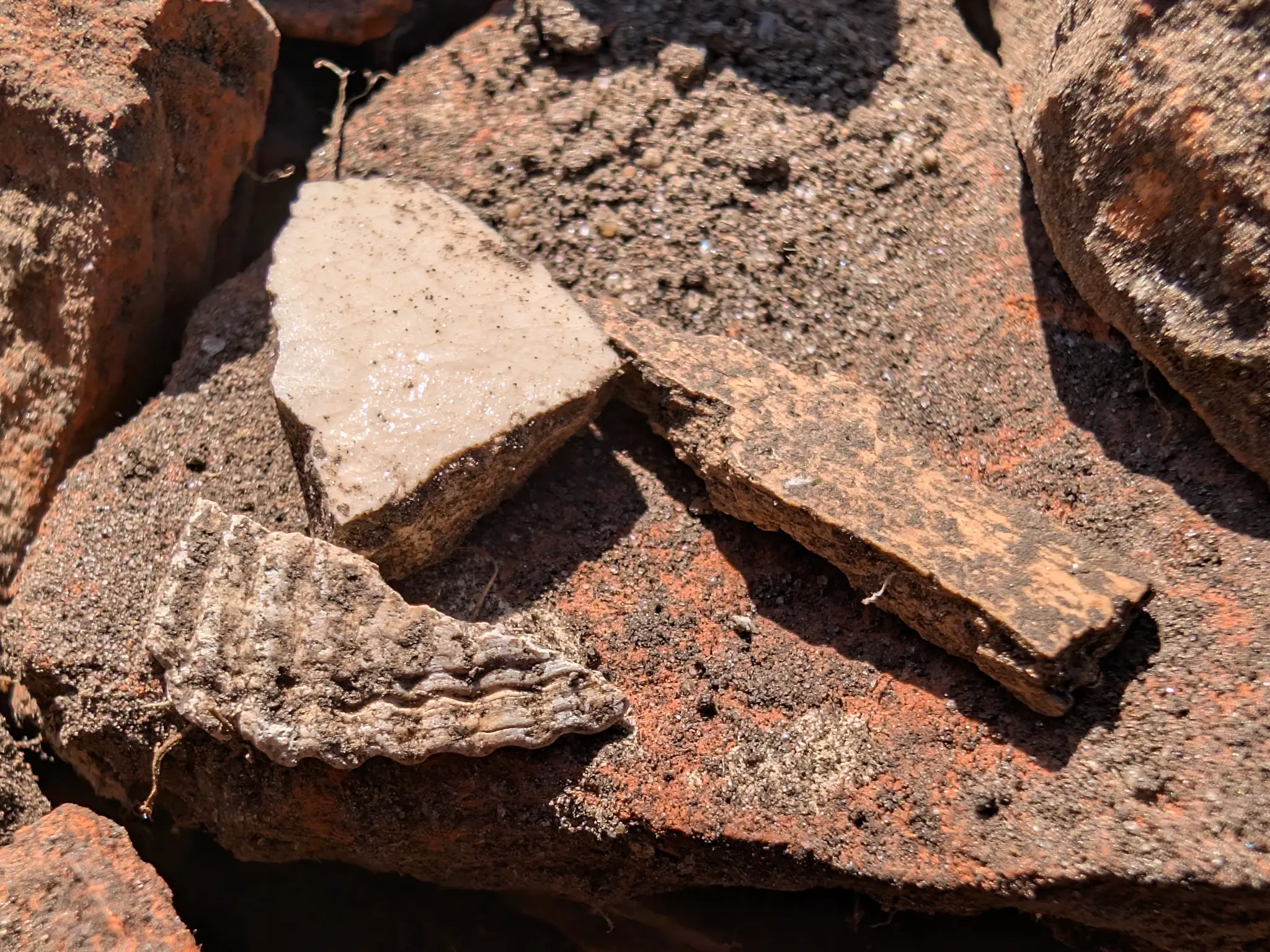 Some shell and bone resting on an old tile.