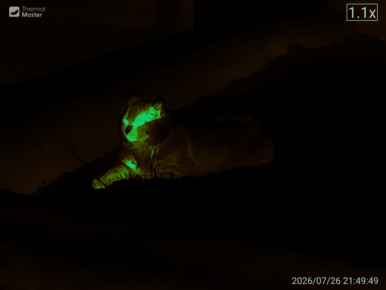 Thermal photo of a cat - its hot bits are in green.