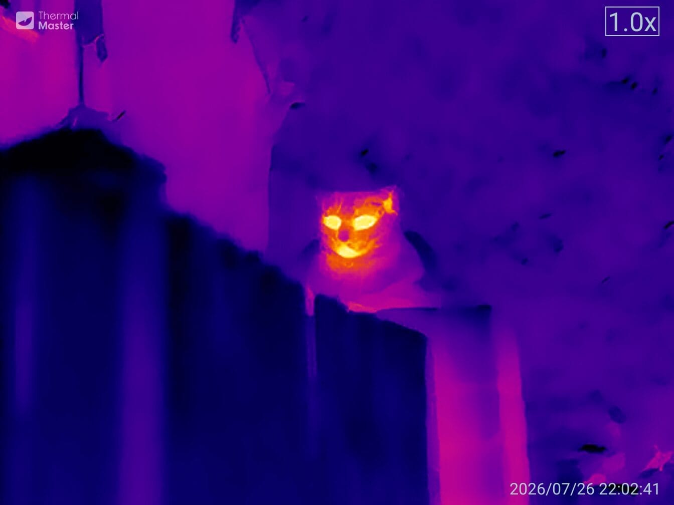 A clearer photo of a cat.
