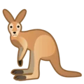 kangaroo
